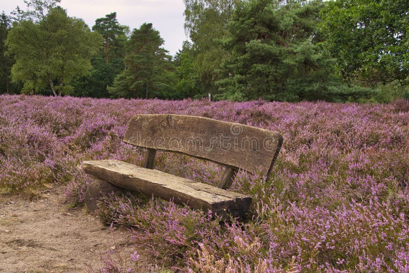 Heath bloom in the Lüneburg Heath royalty free stock photos