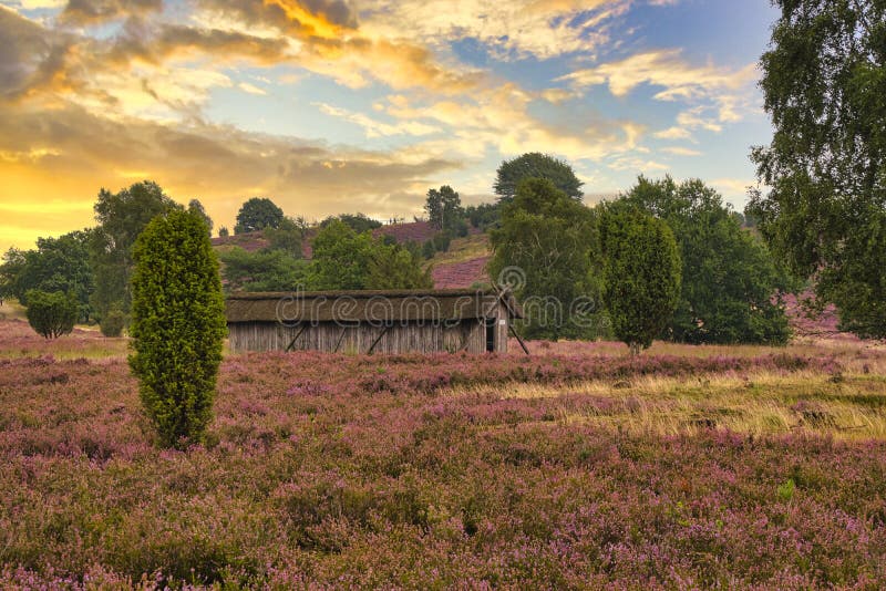 Heath bloom in the Lüneburg Heath royalty free stock photography