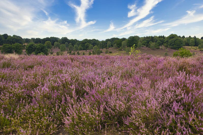 Heath bloom in the Lüneburg Heath stock image