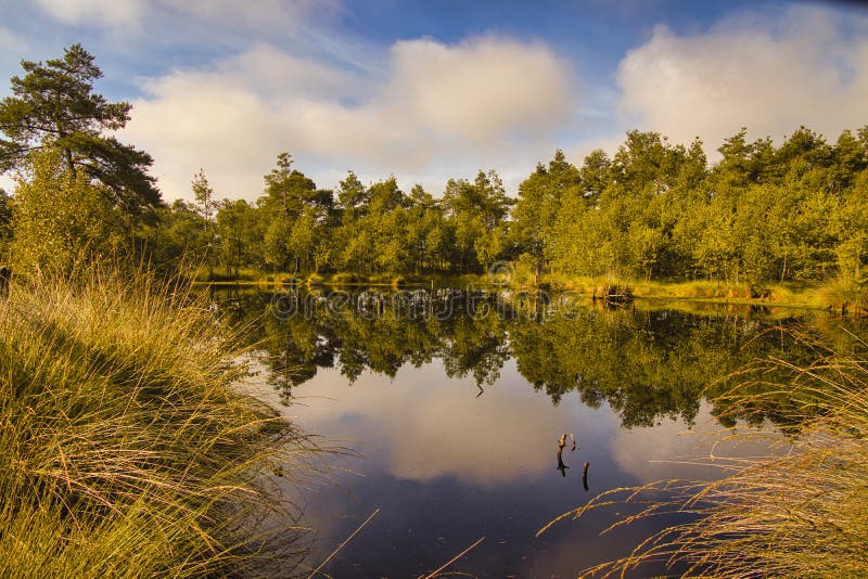 Heath bloom in the Lüneburg Heath royalty free stock photography