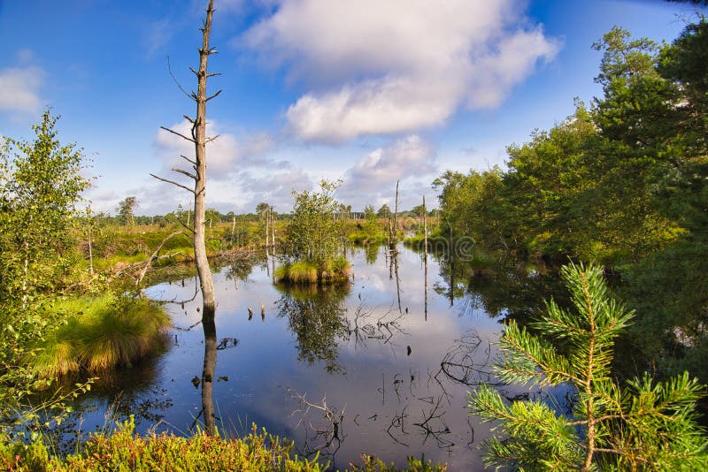 Heath bloom in the Lüneburg Heath royalty free stock images