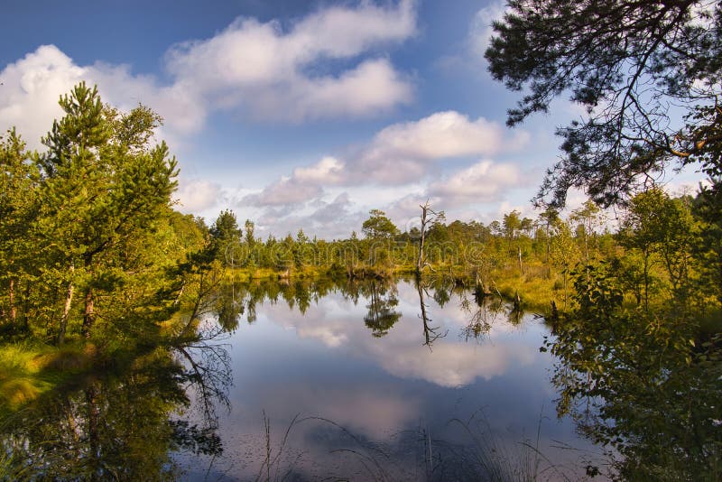 Heath bloom in the Lüneburg Heath royalty free stock images