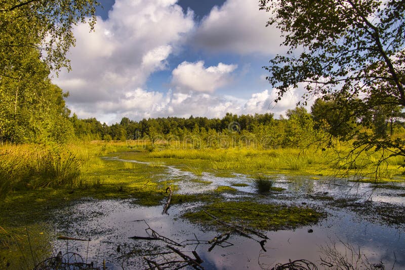 Heath bloom in the Lüneburg Heath stock image
