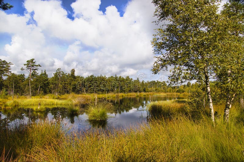 Heath bloom in the Lüneburg Heath royalty free stock photo
