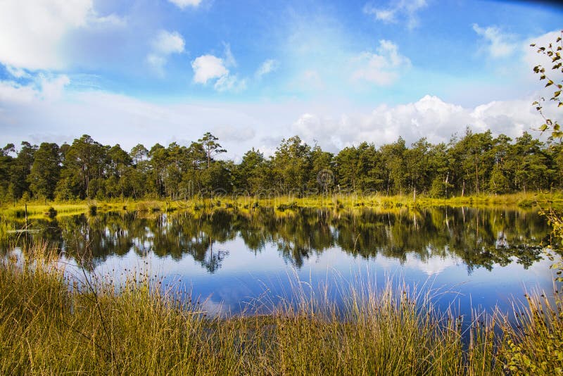 Heath bloom in the Lüneburg Heath royalty free stock image