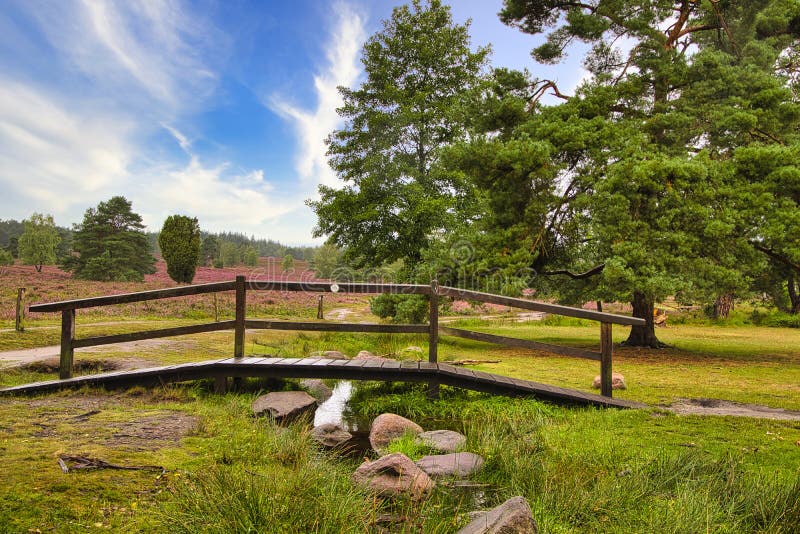 Heath bloom in the Lüneburg Heath royalty free stock photography