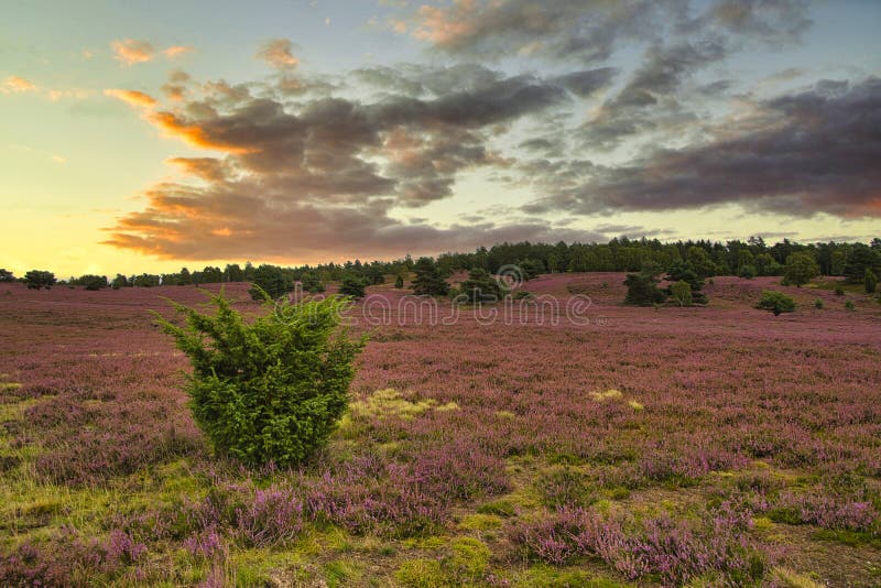 Heath bloom in the Lüneburg Heath royalty free stock photos