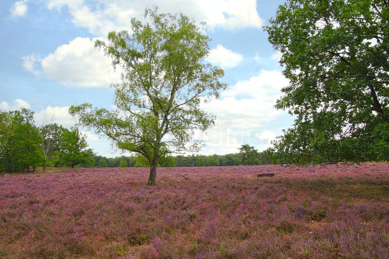 Heath bloom in the Lüneburg Heath stock images
