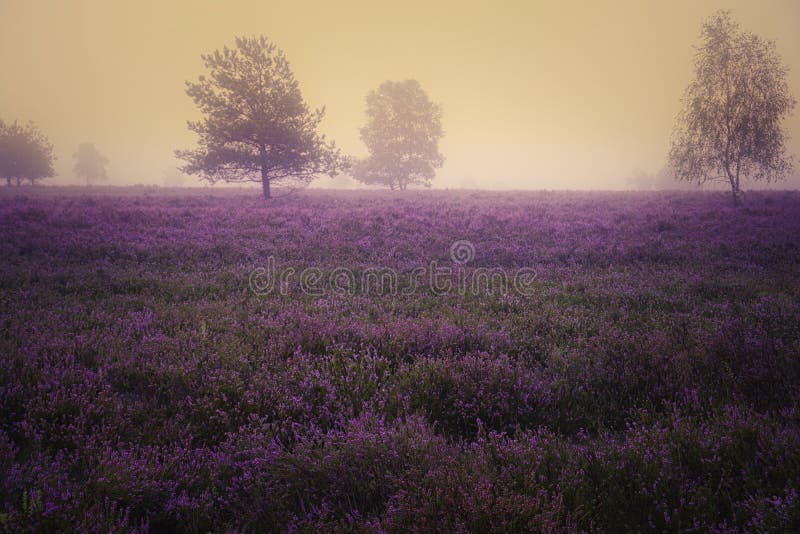 Heath bloom in the Lüneburg Heath stock photo