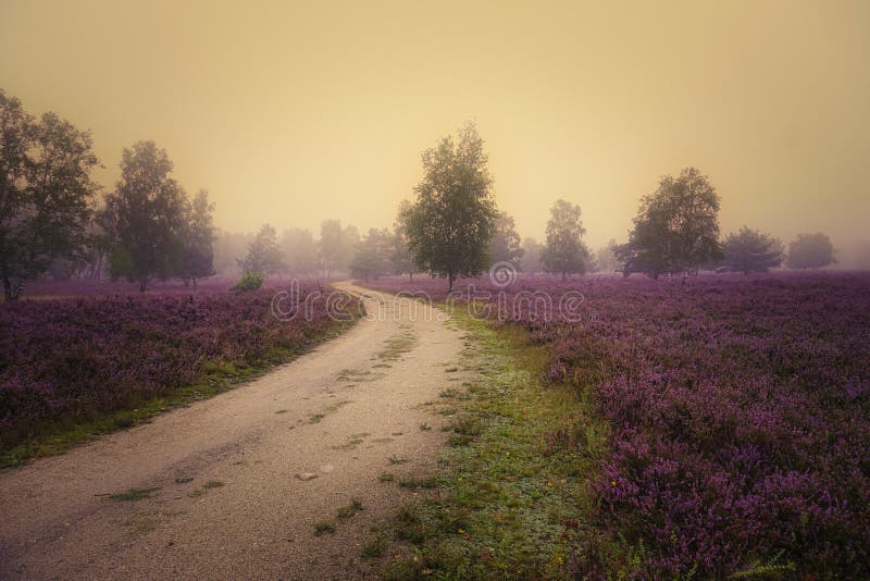 Heath bloom in the Lüneburg Heath stock photos