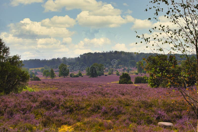 Heath bloom in the Lüneburg Heath stock image