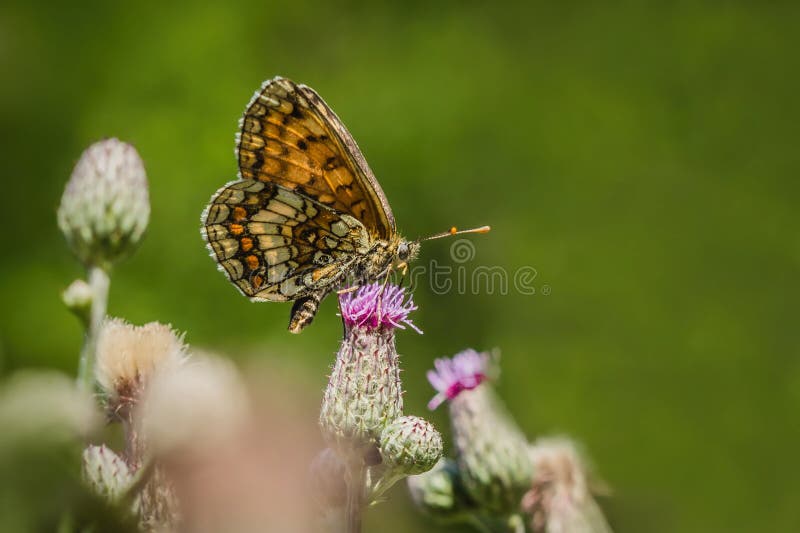 The heath fritillary, a brown and orange butterfly