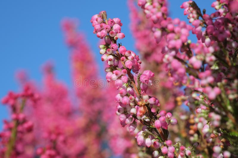 Heather στοκ εικόνες Heather στοκ εικόνες