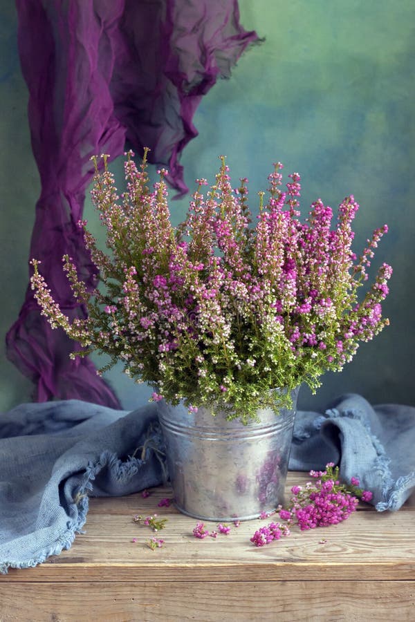 heather imagem de stock royalty free heather imagem de stock royalty free