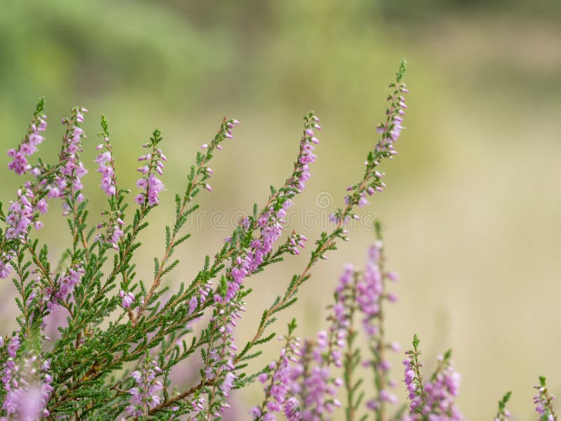 Heather in bloom stock photo. Image of flower, bunch 43839788
