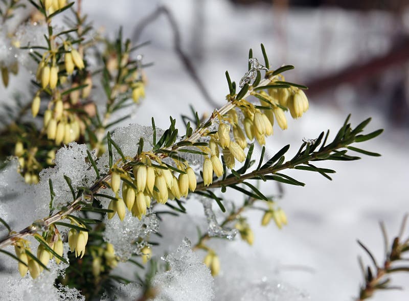 White heather flowers stock photo. Image of flowers, white 29995238