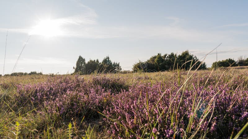 Blossom Heather by a Winding Grass Road Stock Image - Image of sunny ...