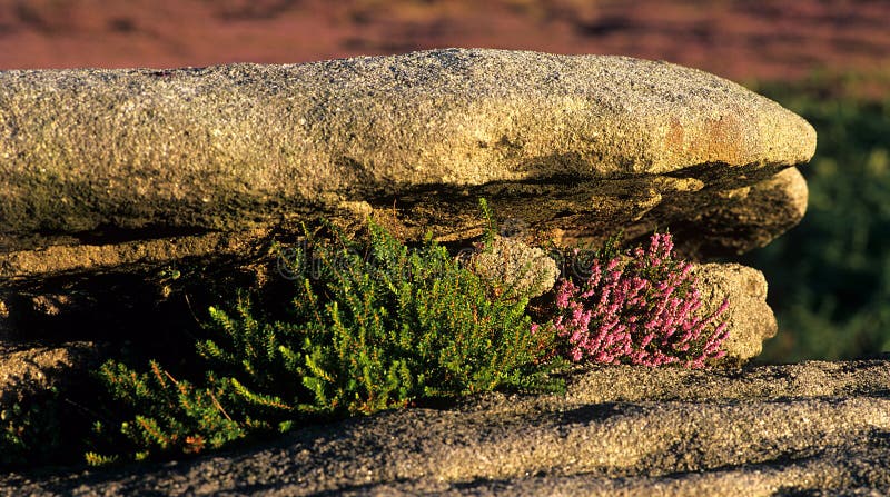 Heather growing in rocks.