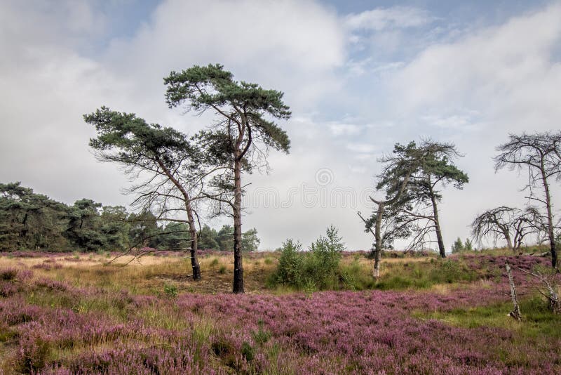 Heather in Kalmthout Belgium royalty free stock photos Heather in Kalmthout Belgium royalty free stock photos