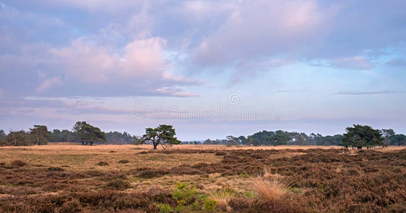 Heather landscape with pine trees and cloudy sky at sunset.