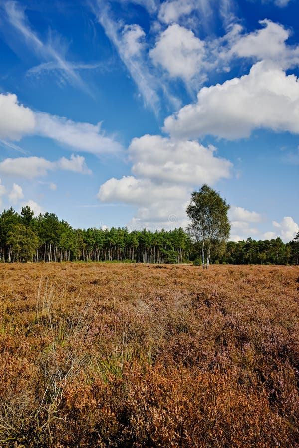 Heather Moorland In Kempen Forests North Brabant The Netherlands