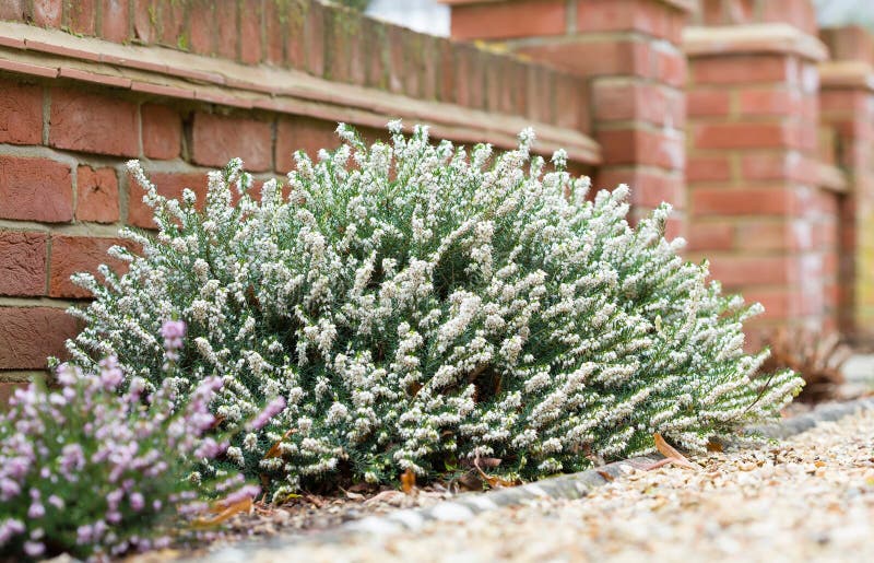 Heathers, heather plants in flower in a garden, UK. Heathers, winter flowering heather plants, White Perfection, erica x darleyensis, in a garden flowerbed, UK stock photo Heathers, heather plants in flower in a garden, UK. Heathers, winter flowering heather plants, White Perfection, erica x darleyensis, in a garden flowerbed, UK stock photo