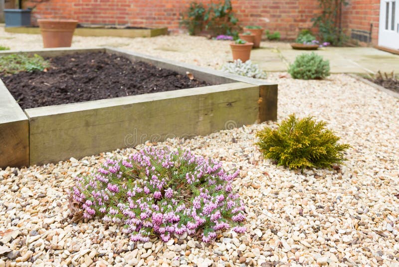 Heathers and hebes in winter gardens, winter gardening, UK. Winter garden scene with heathers and hebes, winter shrubs for garden colour, UK stock photography Heathers and hebes in winter gardens, winter gardening, UK. Winter garden scene with heathers and hebes, winter shrubs for garden colour, UK stock photography