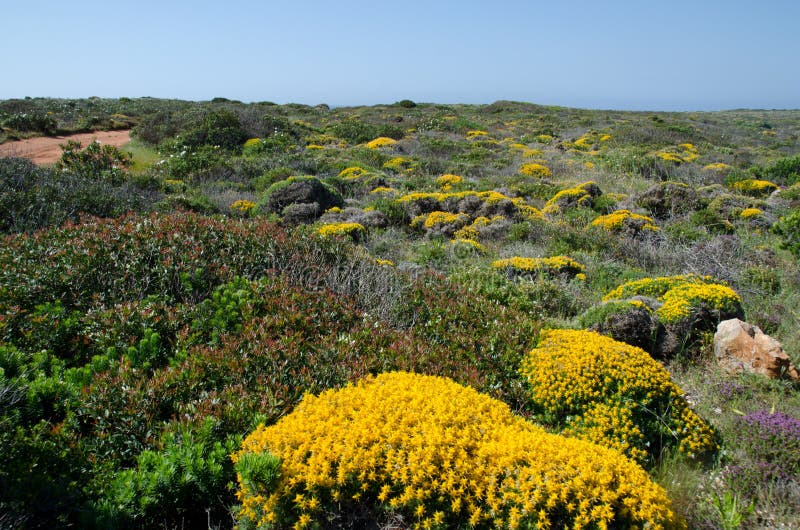 Heathland stockfoto. Bild von blau, besen, blumen, portugal 71302888