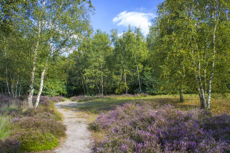 Heathland in National Park Maasduinen