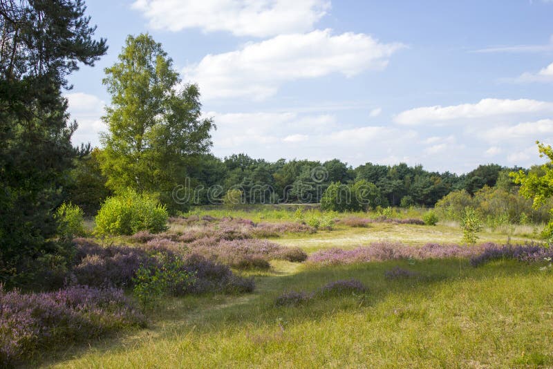 Heathland in National Park Maasduinen, Netherlands