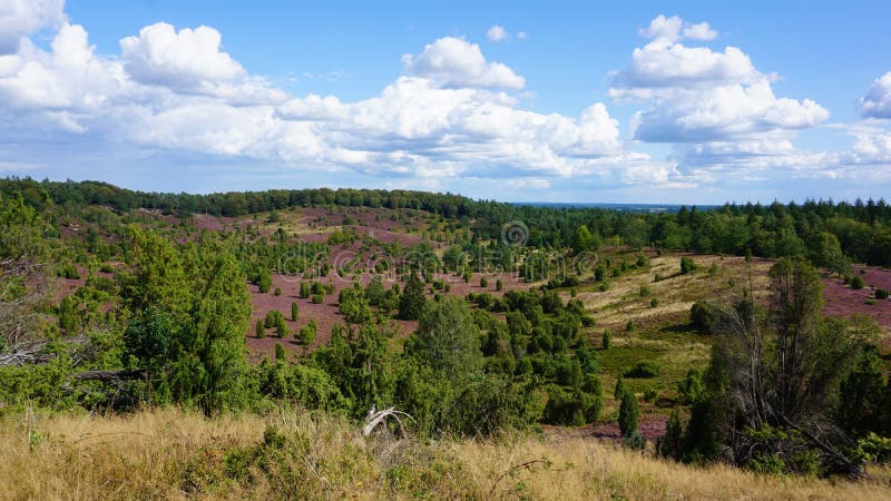 Heathland near LÃ¼neburg