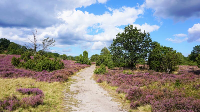 Heathland near LÃ¼neburg