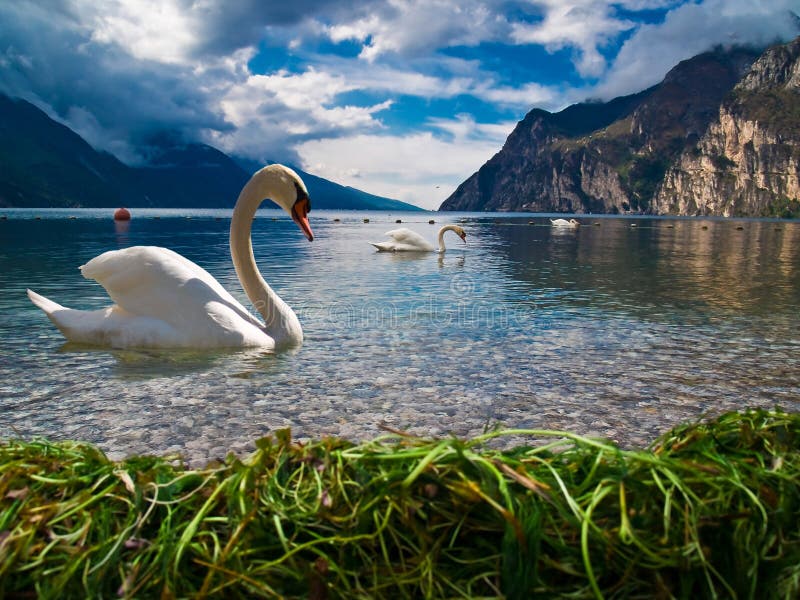 Lovely swans on beautiful seascape. Lovely swans on beautiful seascape