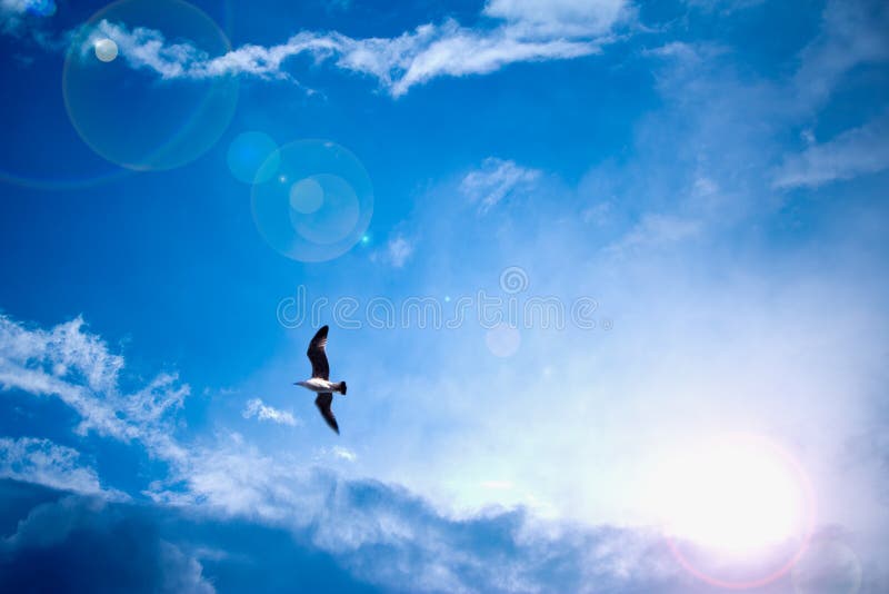 Heavenly bright blue sky with sun rays and bird royalty free stock image