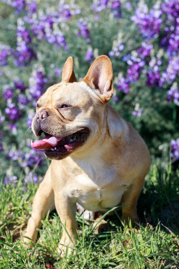 Heavy Breathing French Bulldog Hiking In The Park In ...