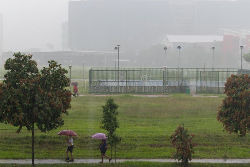 Heavy Downpour of Rain in Tropical Forest Stock Photo Image of asia