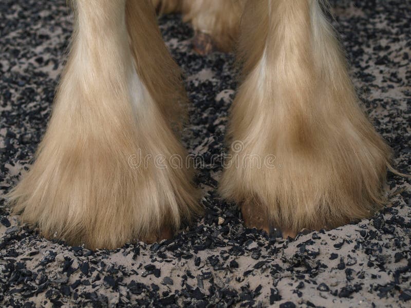 Heavy Horse Feathers stock image. Image of legs, feathers 33756763