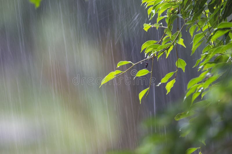 Pesado la lluvia de selva 