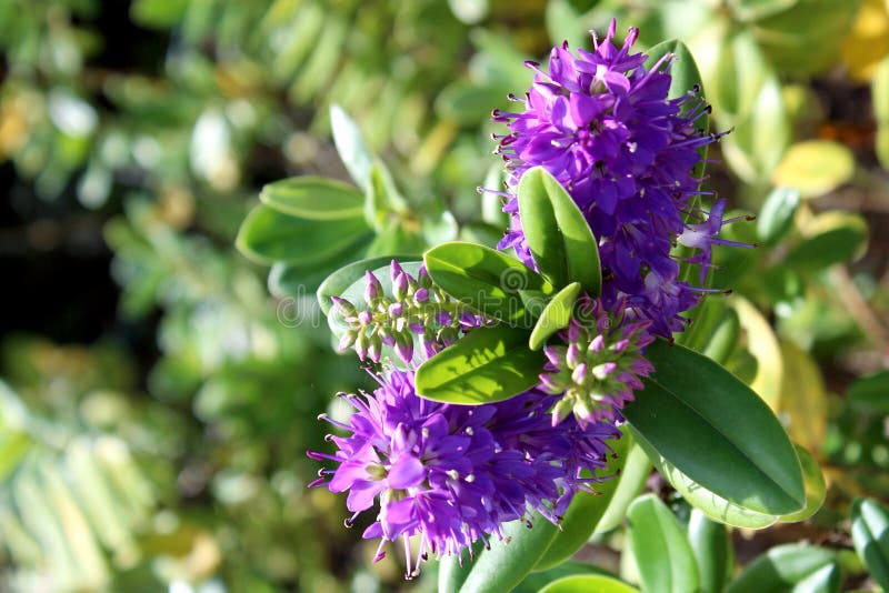 Hebe speciosa. A species of flowering plant in the Plantaginaceae family.