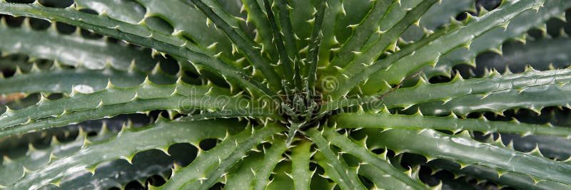 Hechtia-texensis in einem Wüsten-Garten stockfoto Hechtia-texensis in einem Wüsten-Garten stockfoto