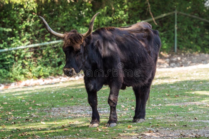 Heck cattle, Bos primigenius taurus or aurochs in the zoo