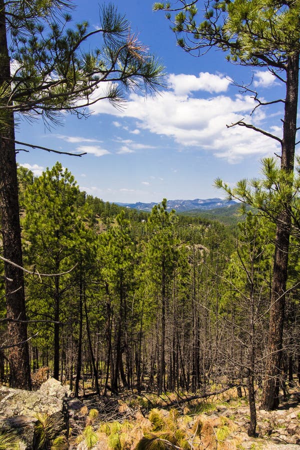 Heddy Draw Overlook, Custer State Park, South Dakota Stock Image