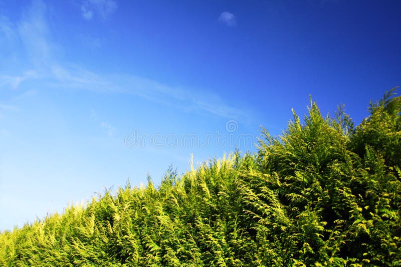 Hedge