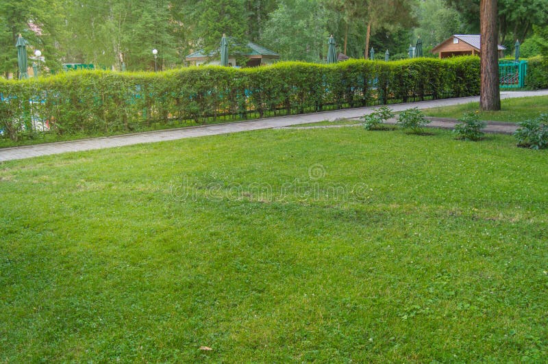 Hedge along the path and lawn with green grass in the Park, scenic views in the city Park in summer royalty free stock photo Hedge along the path and lawn with green grass in the Park, scenic views in the city Park in summer royalty free stock photo