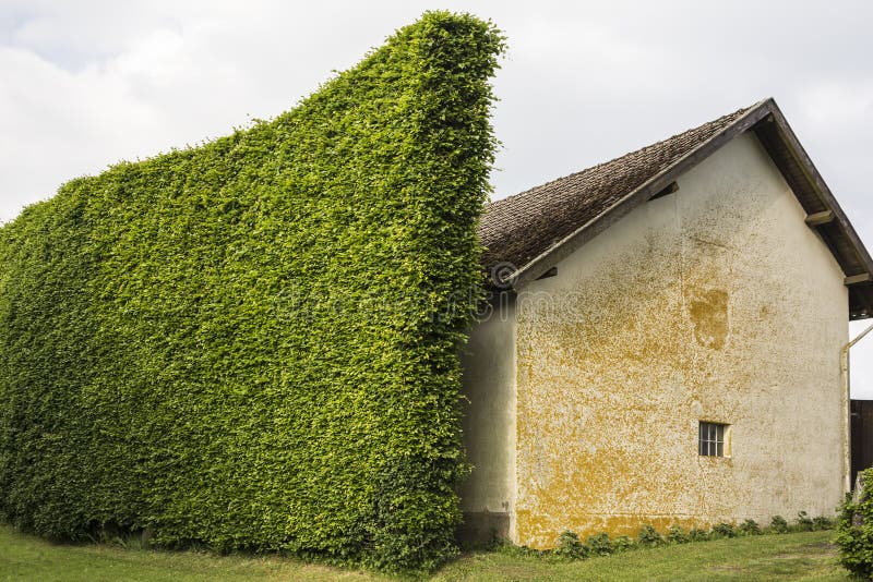 Hedge as windbreak stock image. Image of wind, farmhouse 42134061