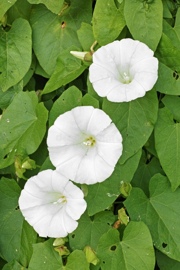 Hedge bindweed plant stock image. Image of botany, trumpet 107652841