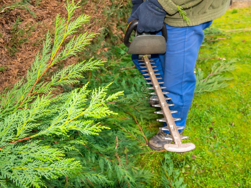 Hedge Clipper in the Branches of Cypress while Garden Work on Trimming