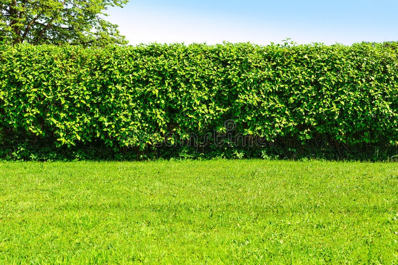 Hedge in the garden stock photos Hedge in the garden stock photos