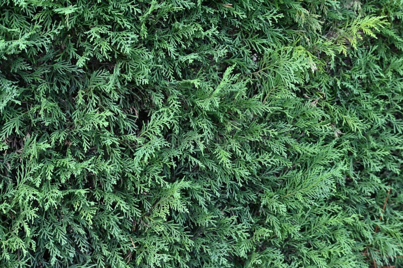 A Hedge of Leyland Cypress ( Cupressocyparis Leylandii ). Stock Photo