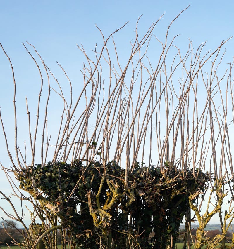 A hedge that has been cut back or pollarded, with tendrils of new growth reathing up towards the light. A hedge that has been cut back or pollarded, with tendrils of new growth reathing up towards the light.